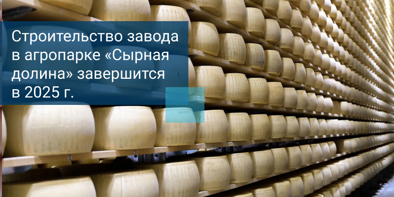 полка с головками сыра